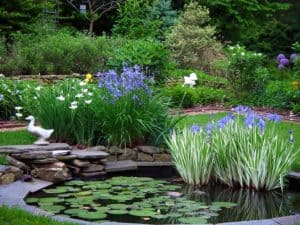 Garden pond in Waterford Virginia