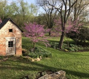 garden dogwood in Waterford Virginia