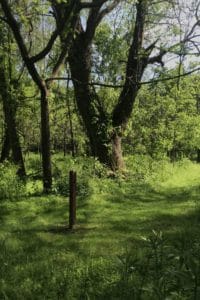 Old green ash on the Phillips Farm hiking trail