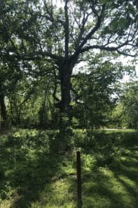 200 year old oak "Big John" on Catoctin Creek in Waterford VA