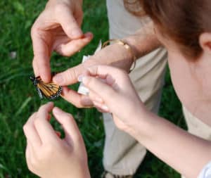 Tagging a monarch butterfly on the Phillips Farm Nature Trail in Loudoun County, Waterford Virginia